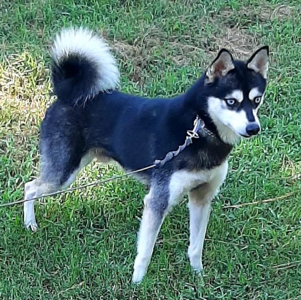 Meet your Posher, Sheila